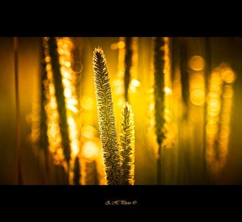 Flying into a golden dreams