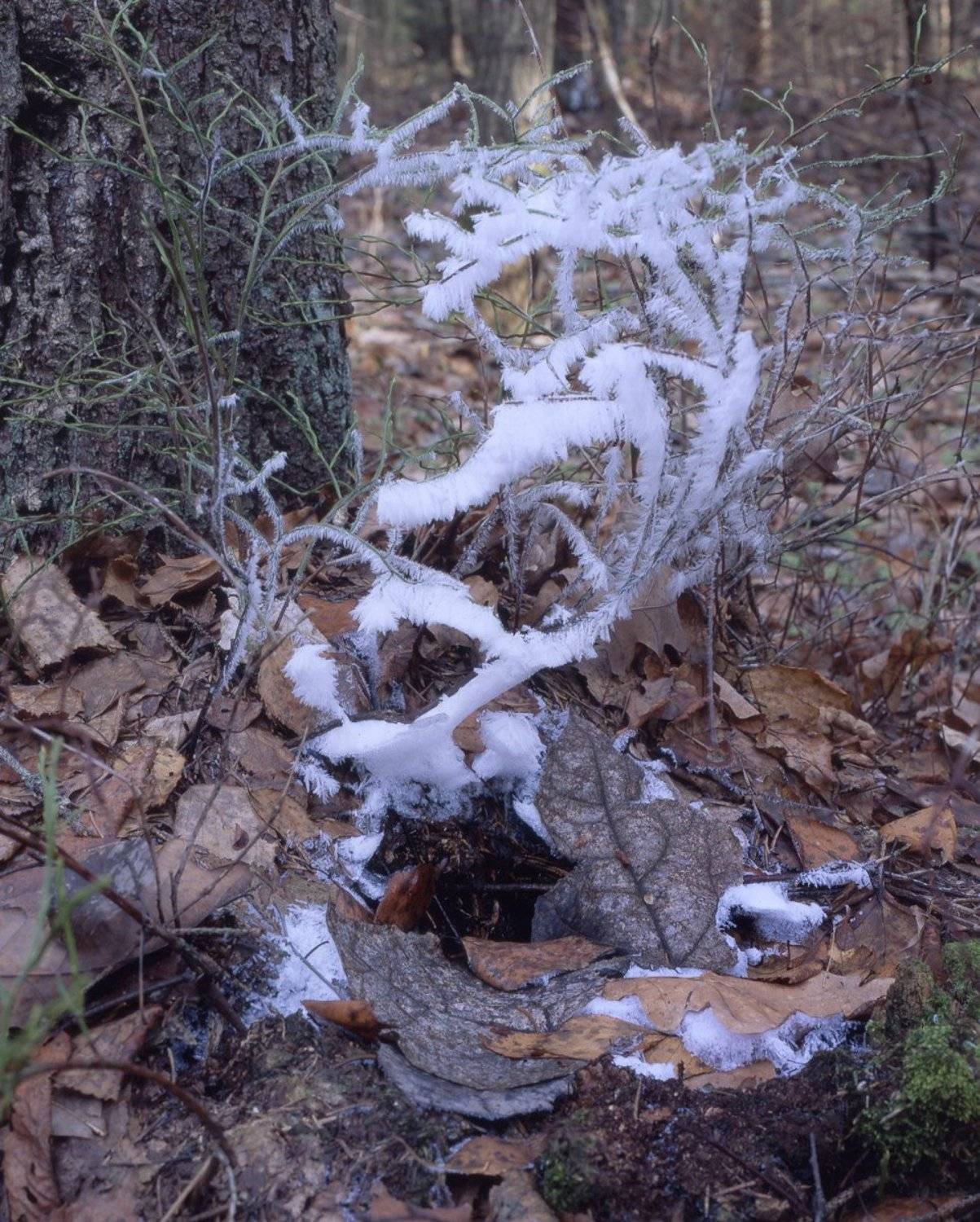 иней.заморозки.лес., Вадим