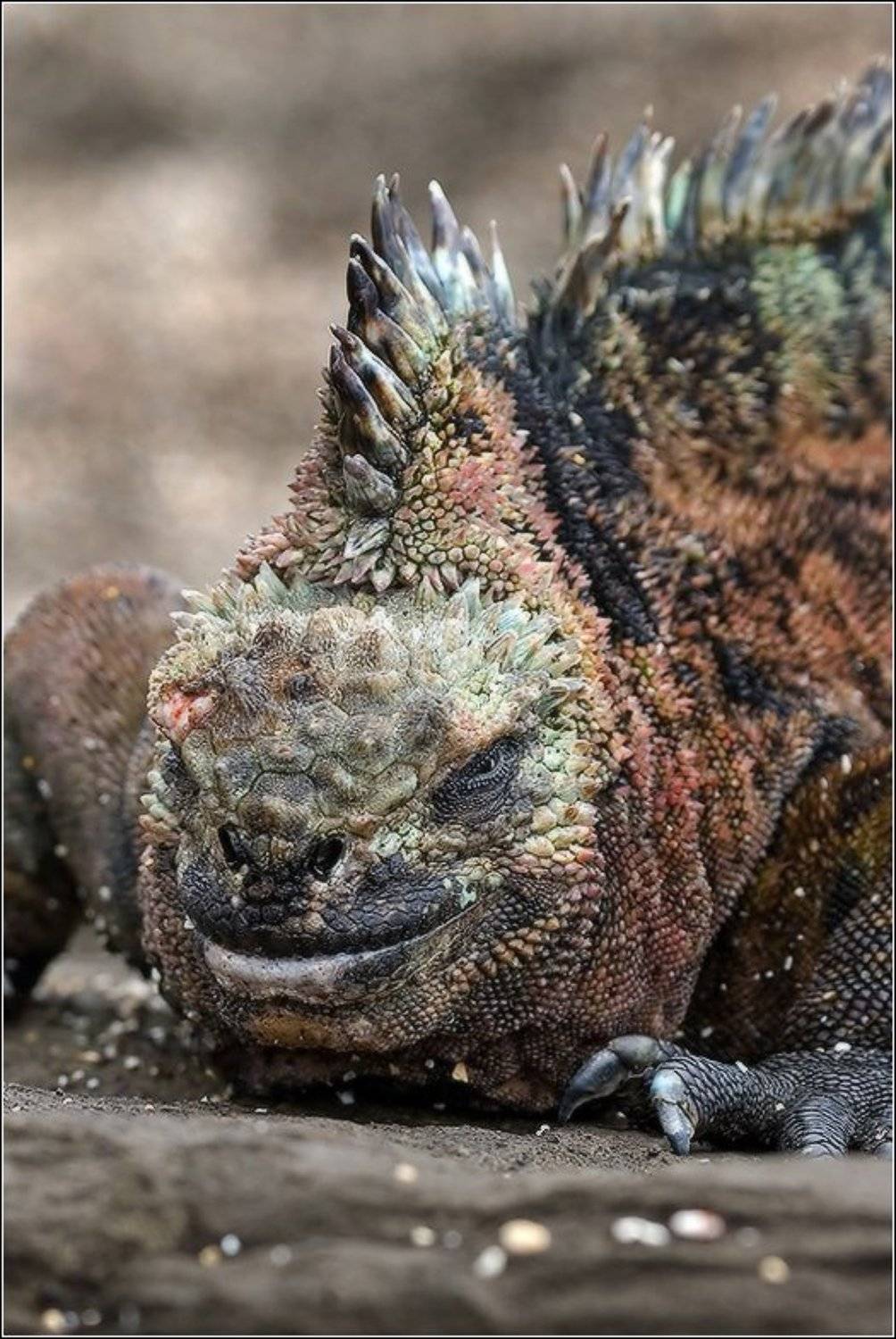 , Игорь Гущин