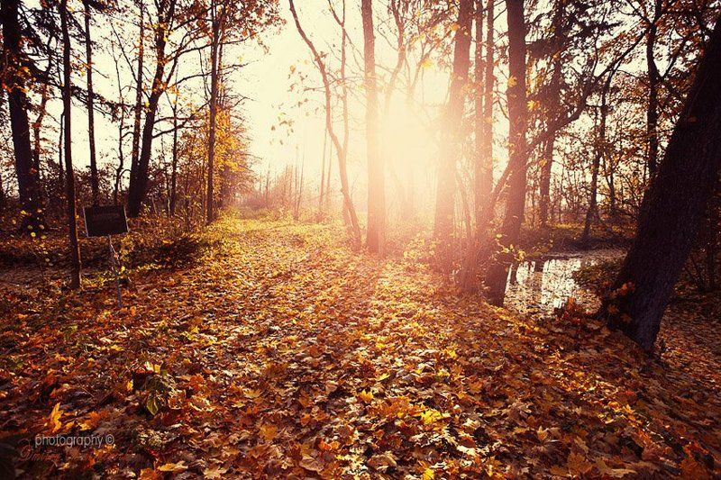 Autumn in the mansion house фото превью