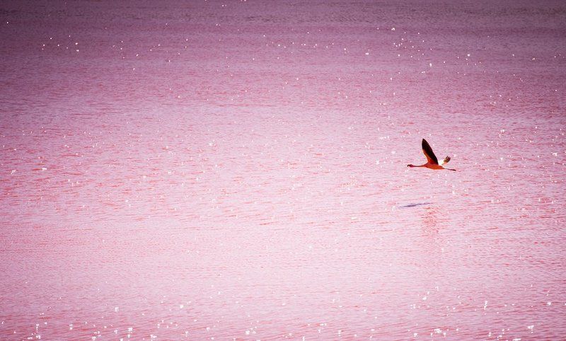 Боливия. Лагуна Колорадо. фото превью