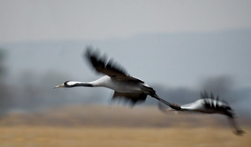 серый, журавль полеты на рассвете фото превью