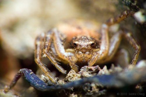 Crab spider