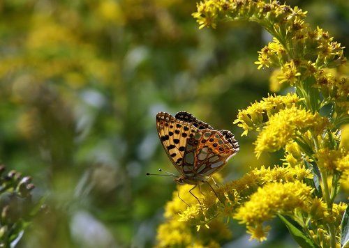 Перламутровка полевая