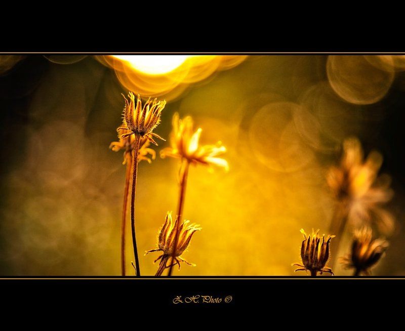 dry, flowers, golden, bokeh Cups of gold фото превью