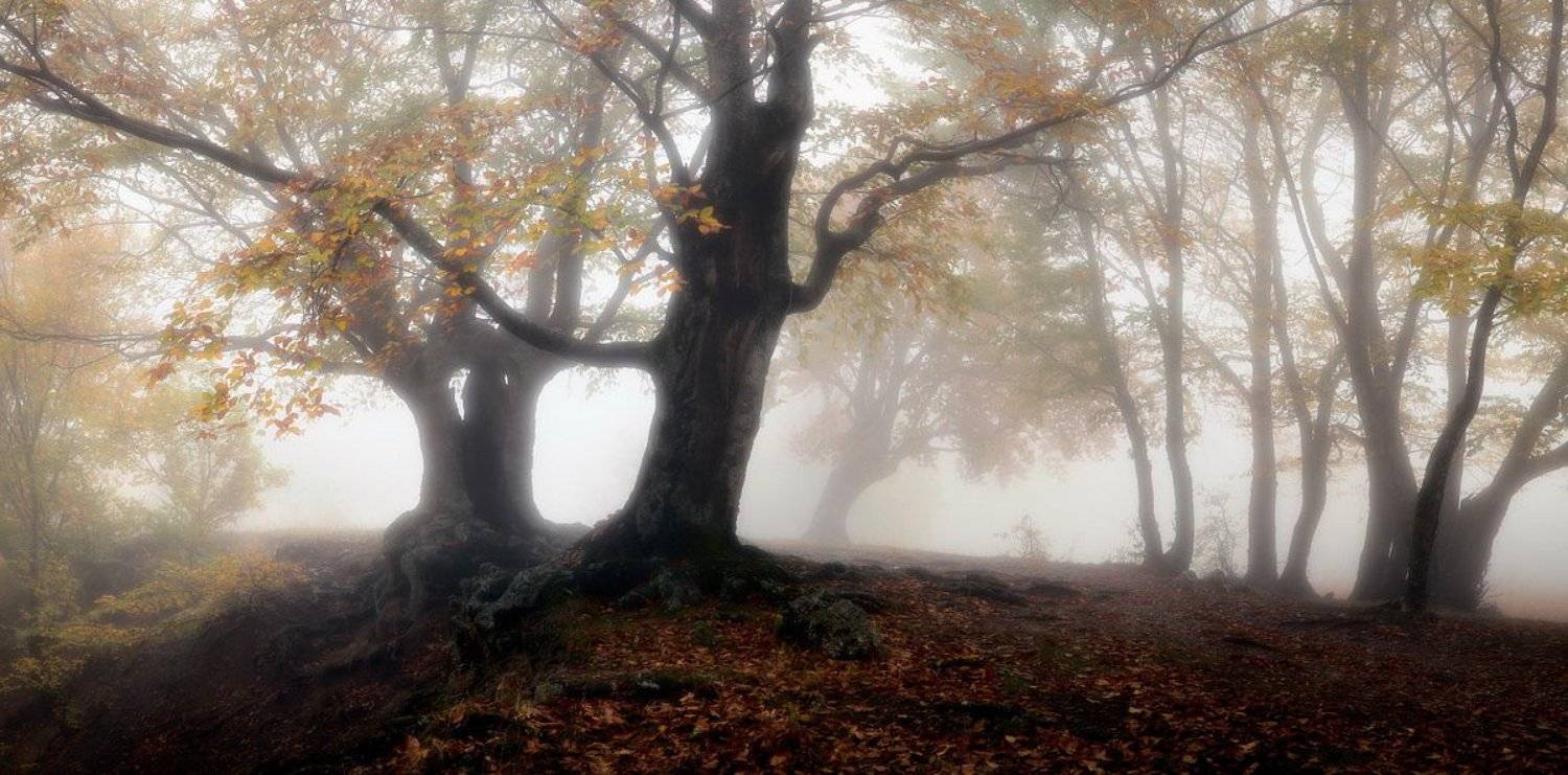 , Алексей Пучков