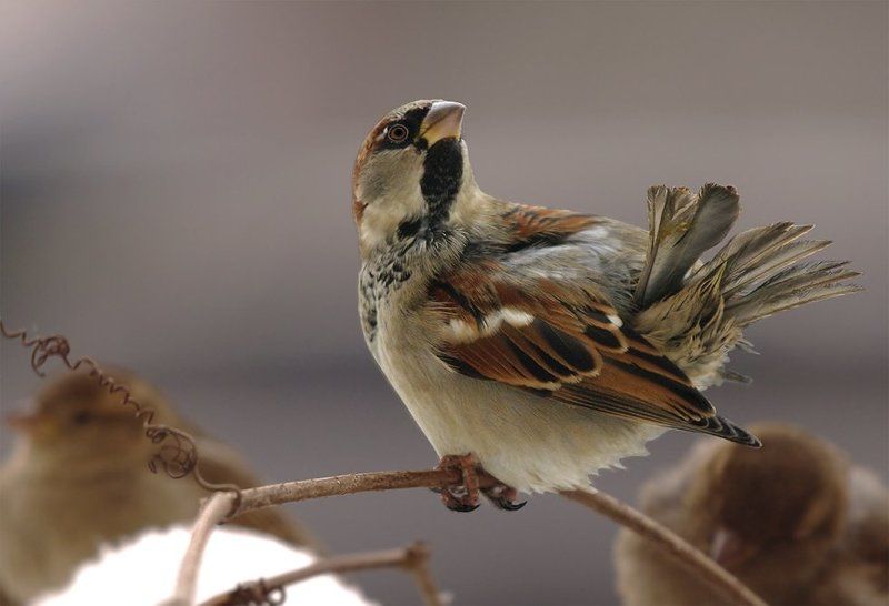 Павлин? Нее...Орёл! фото превью