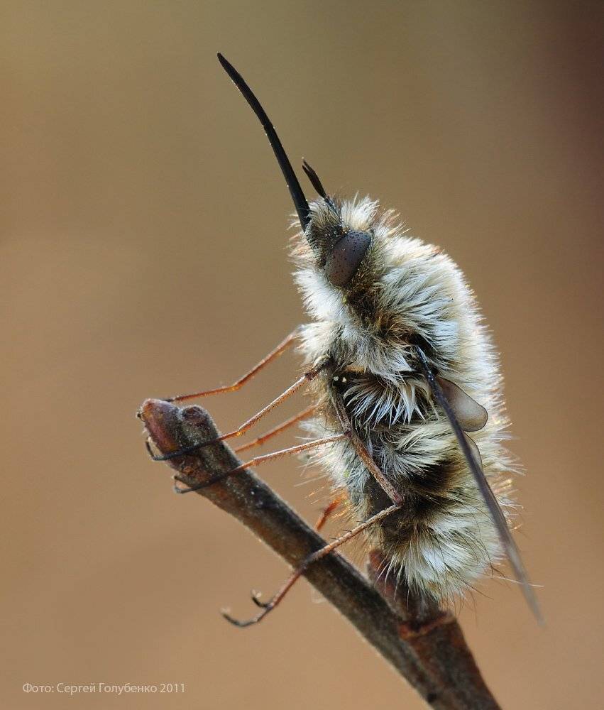 , Сергей Голубенко