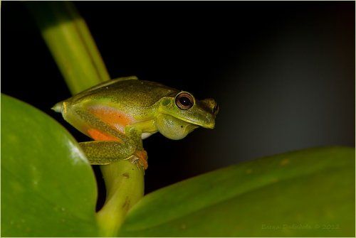 Ночной солист