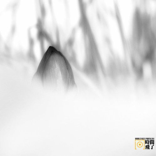 чернила Лотос