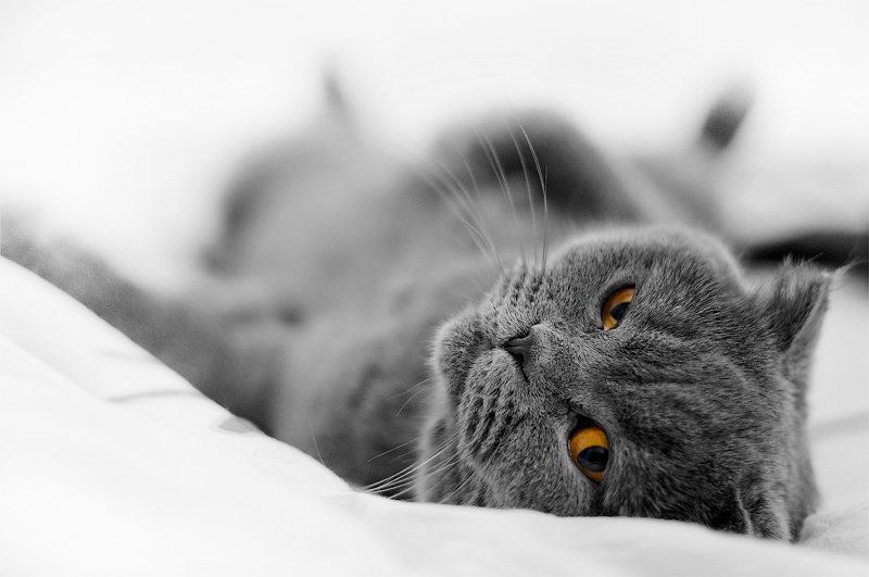 кошка, шотландская, вислоухая *** фото превью