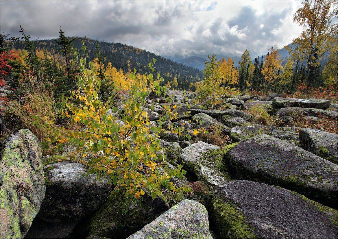 поднебесные, зубья, Александр Устинович