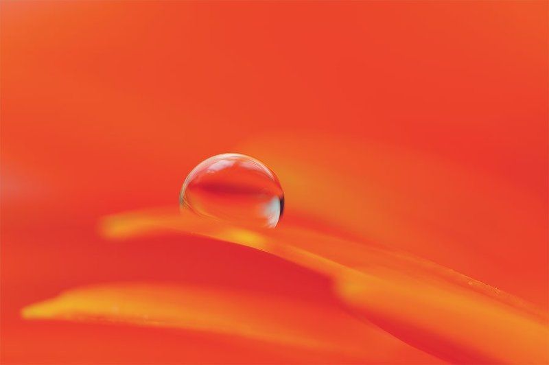 макро, гербера *** фото превью