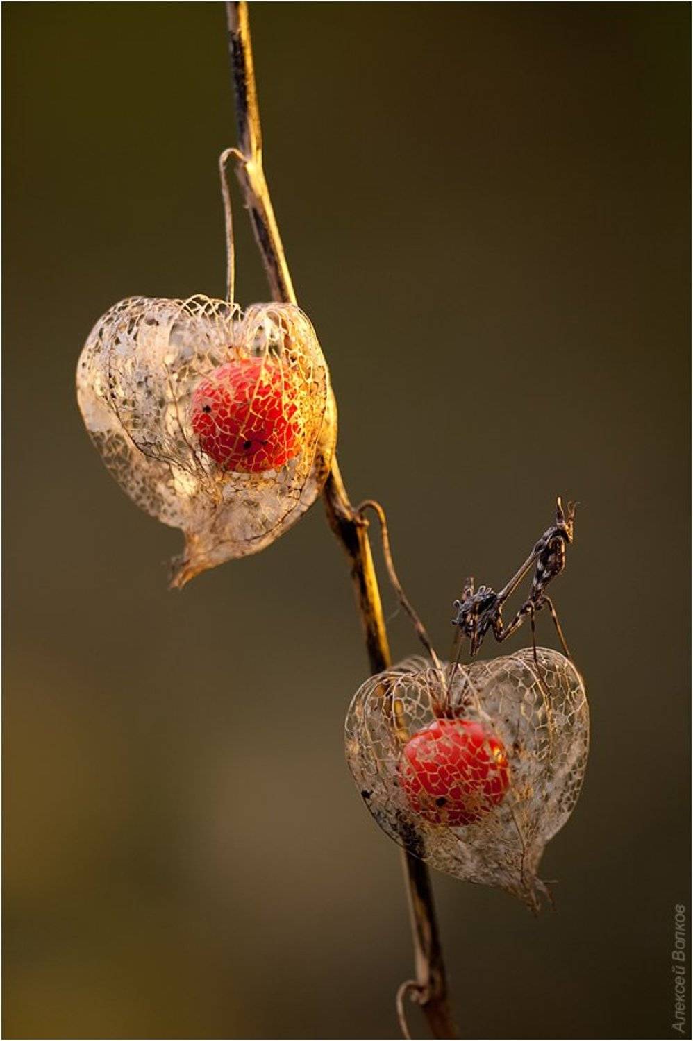 эмпуза, физалис, Алексей Волков