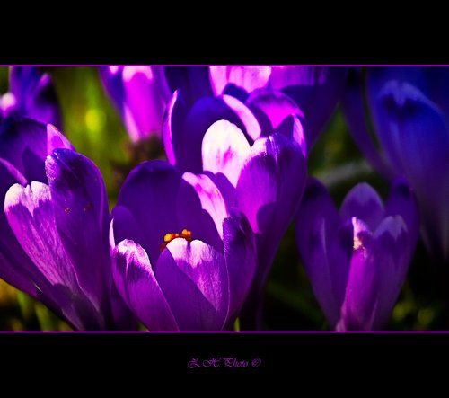 Crocus