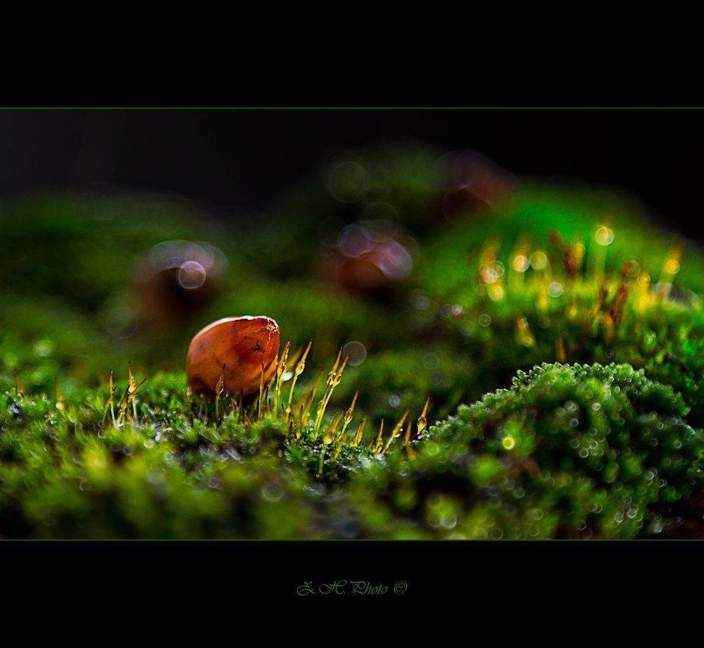 moss, dry, seed, bokeh, green, golden, tribute, alex, arnaoudov, Zdravko