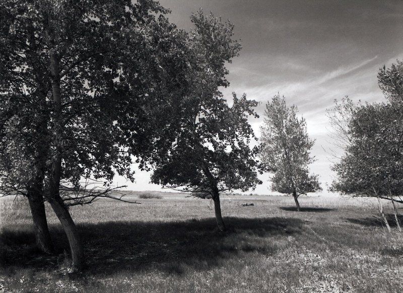 тополя.трава.листва.деревья. Тополя фото превью
