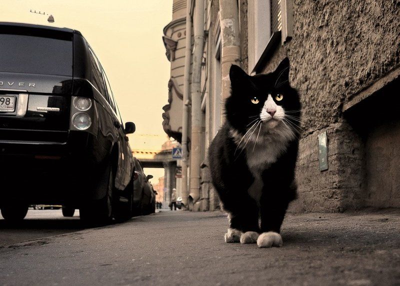 питерский...коренной фото превью