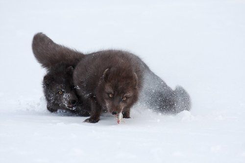 Ну, дай же кусочек!
