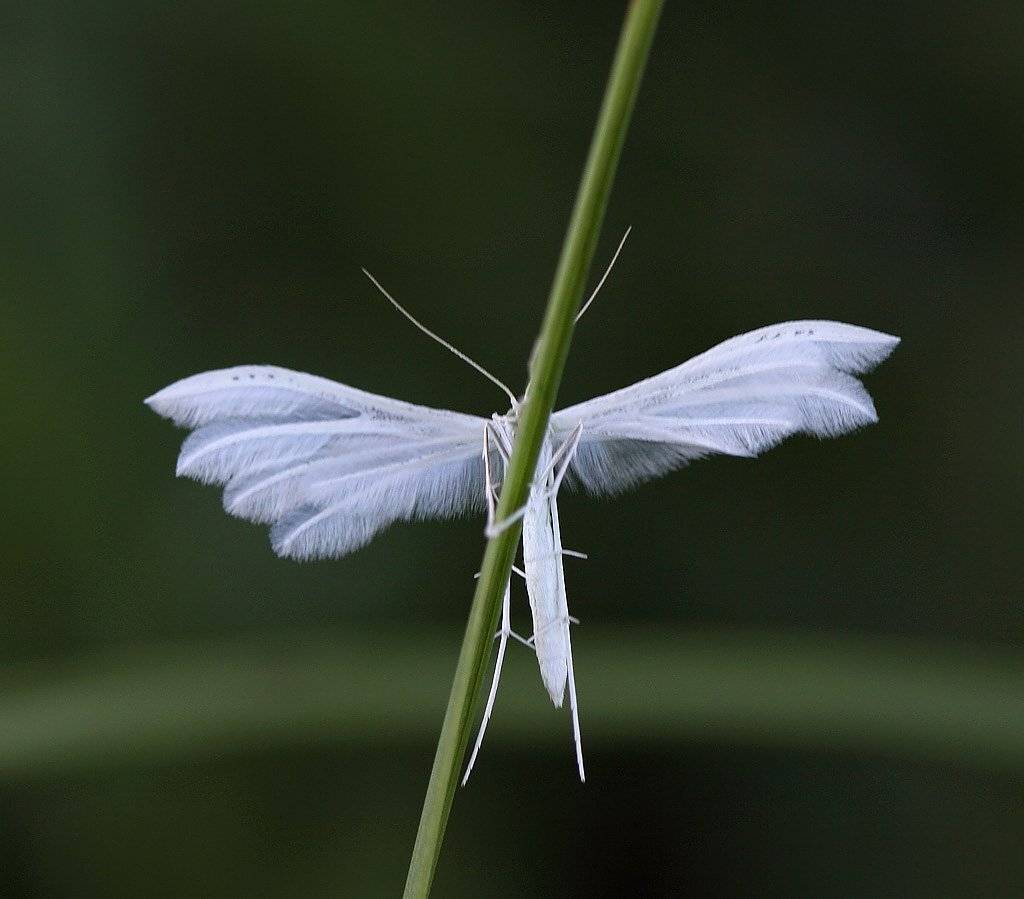 пальцекрылка, Сергей Таланов