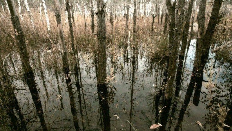 природа, пейзаж, осень Осень цвета хаки-2 фото превью