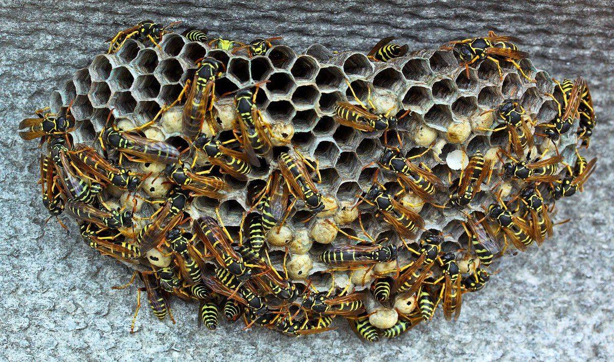 , Uncle_Vova (Владимир Веснин)