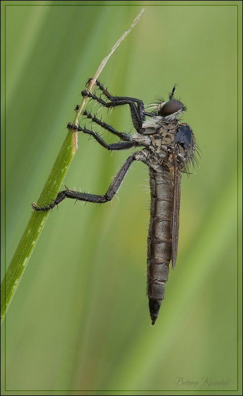 Матёрый хищник.. фото превью