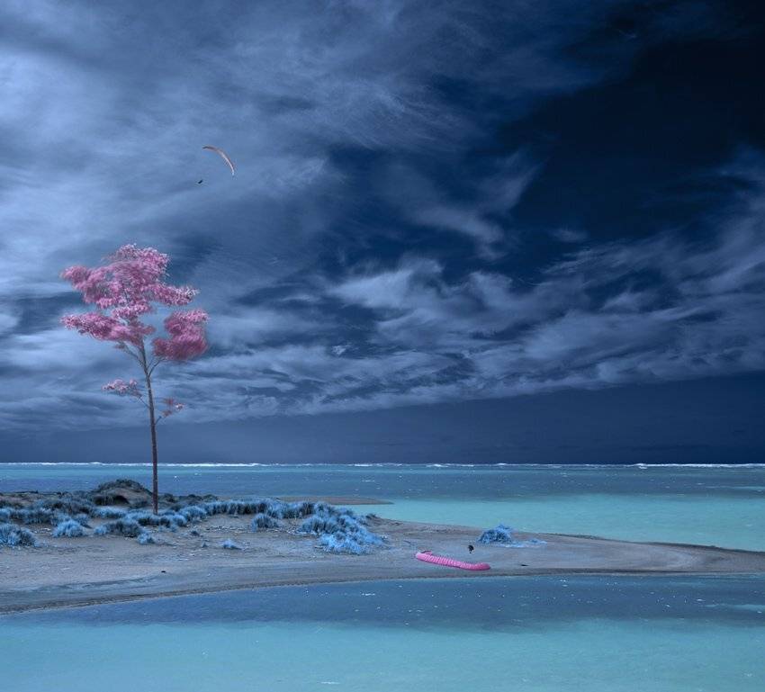 tree, eolian, ocean, wave, water, fly, paragliding, land, Caras Ionut