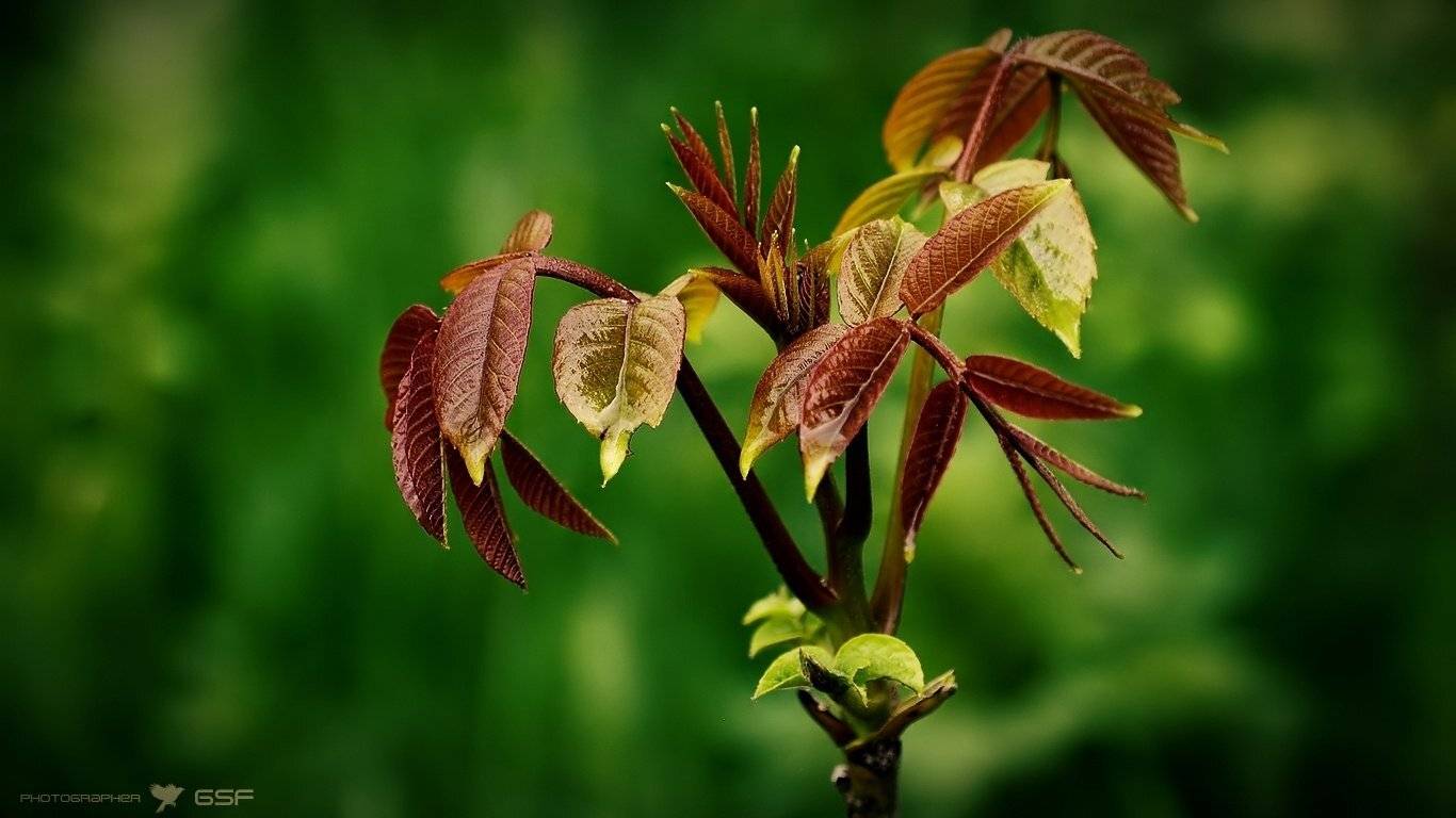 весна, природа, растение, листья, Serj Master