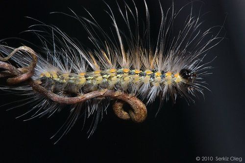 Hyphantria cunea