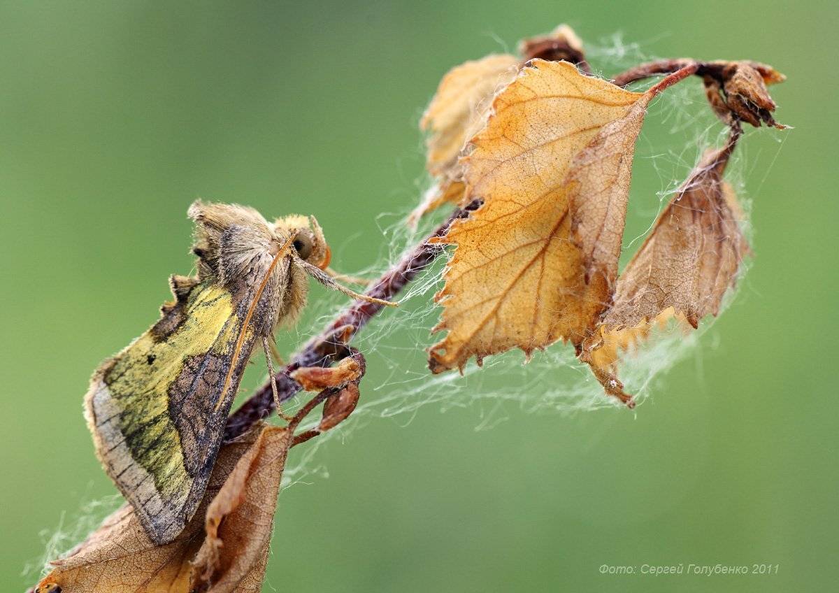совка,металловидка золотистая, diachrysia stenochrysis, Сергей Голубенко