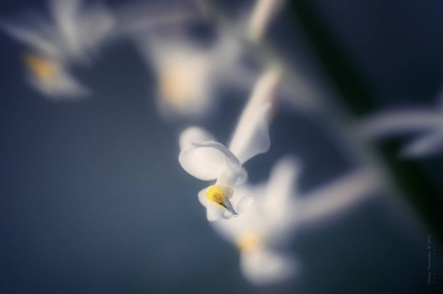 , Валерий Коновалов