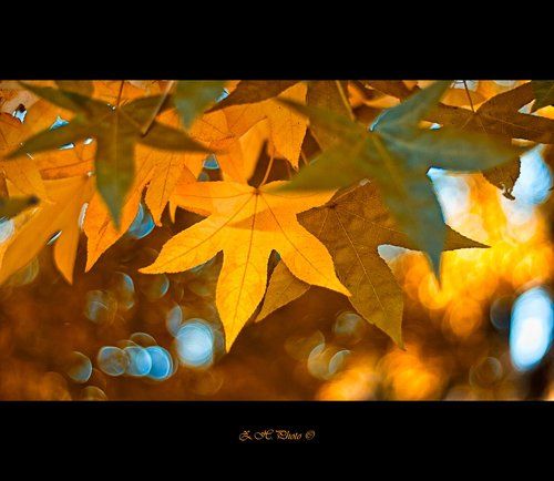 Under the golden leaves