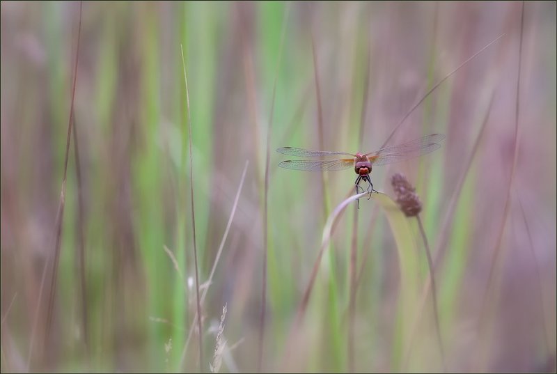 Невидимка. фото превью