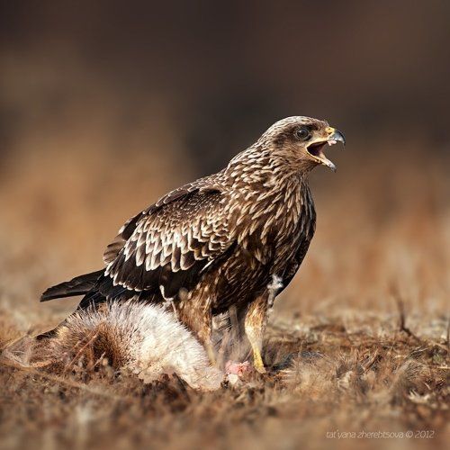 Черный коршун