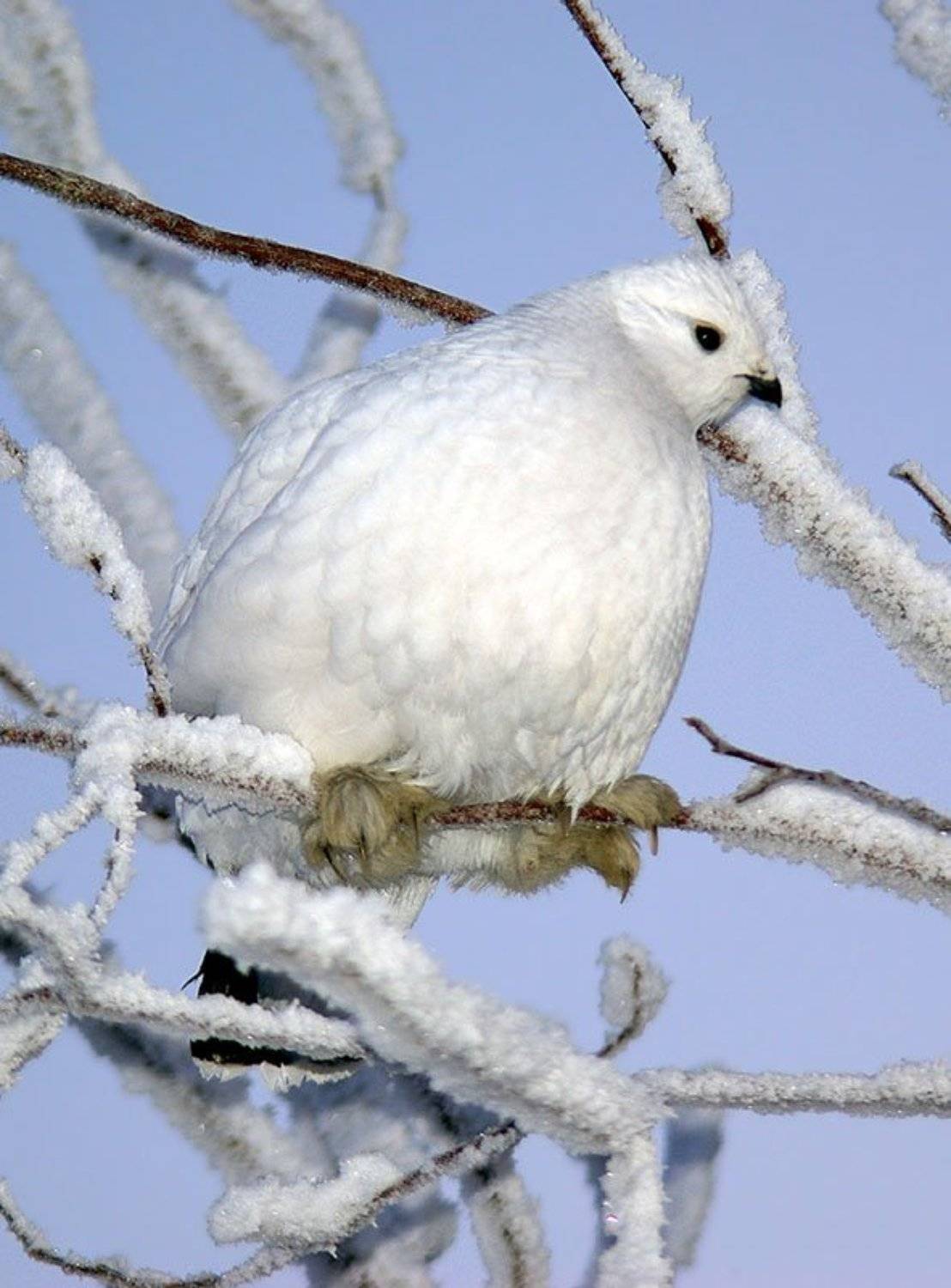куропатка, Солодухин Виктор