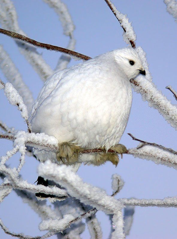куропатка Куропатка белая фото превью