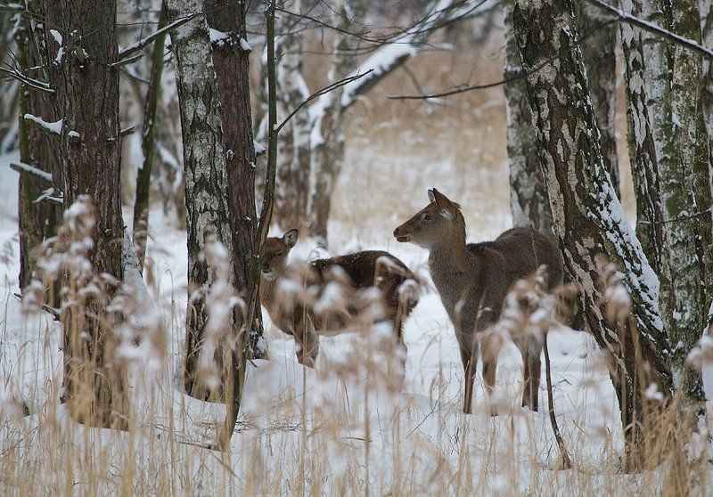 олень, олени, пятнистый олень Однажды утром Рождества фото превью