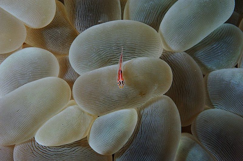 Goby. фото превью