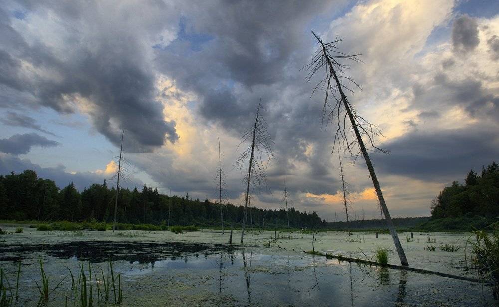 болото, Andrey Dvornikov