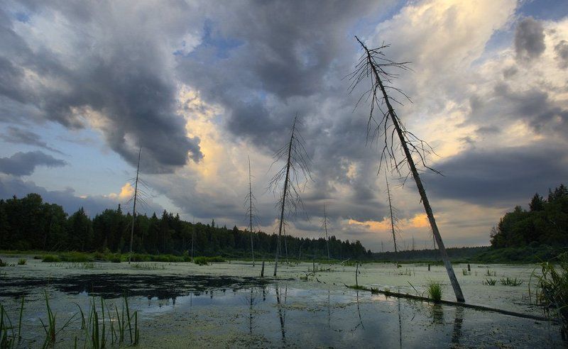 болото Уединённое место для влюблённых...в охоту фото превью