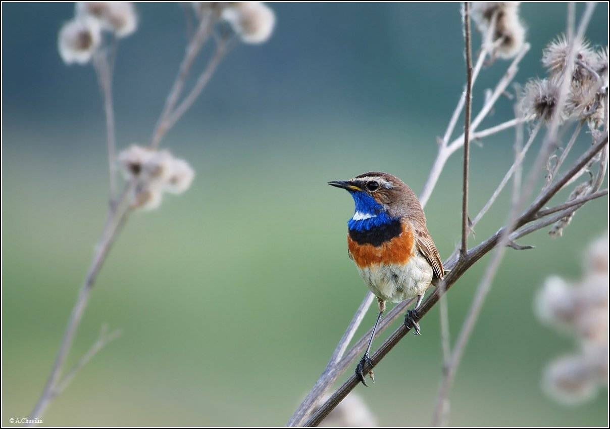 варакушка,птица,самец, Александр Чувилин