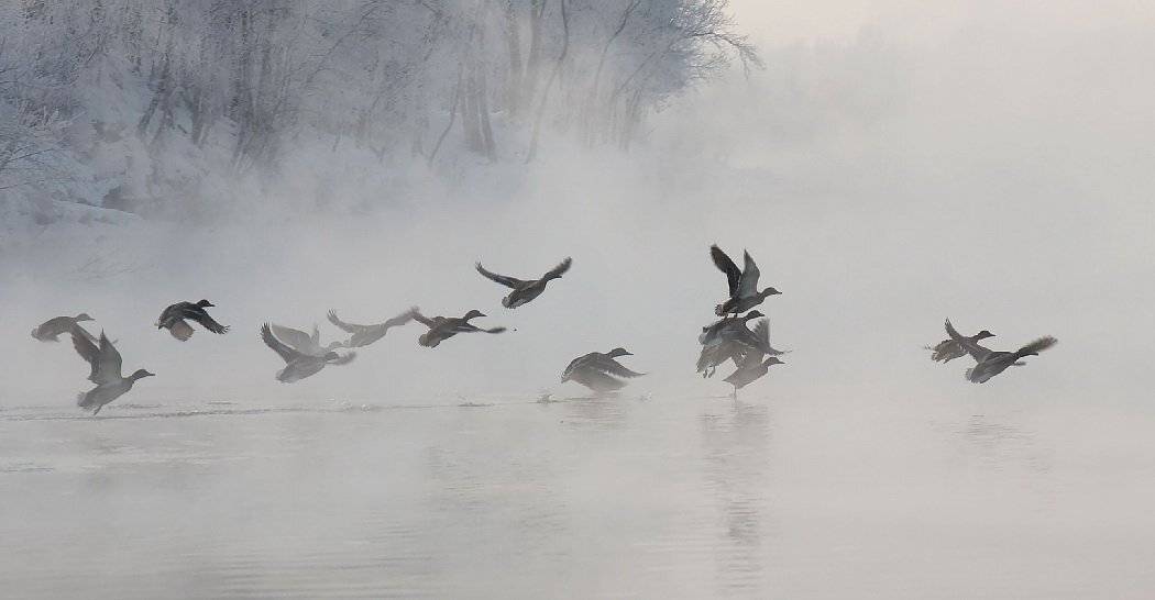 , Марина Фомина