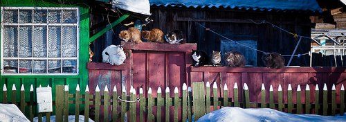 Мартовские коты. Одна на всех