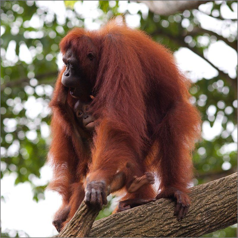С мамой фото превью