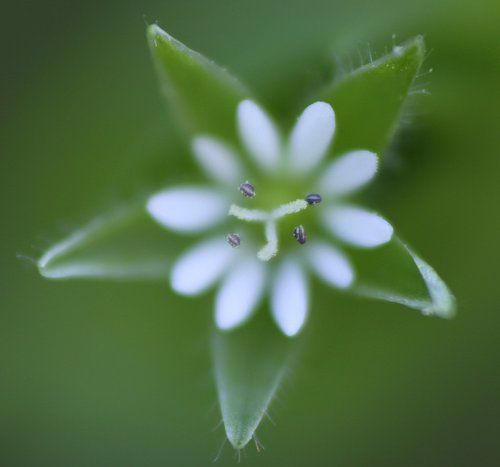 Цветок мокрицы