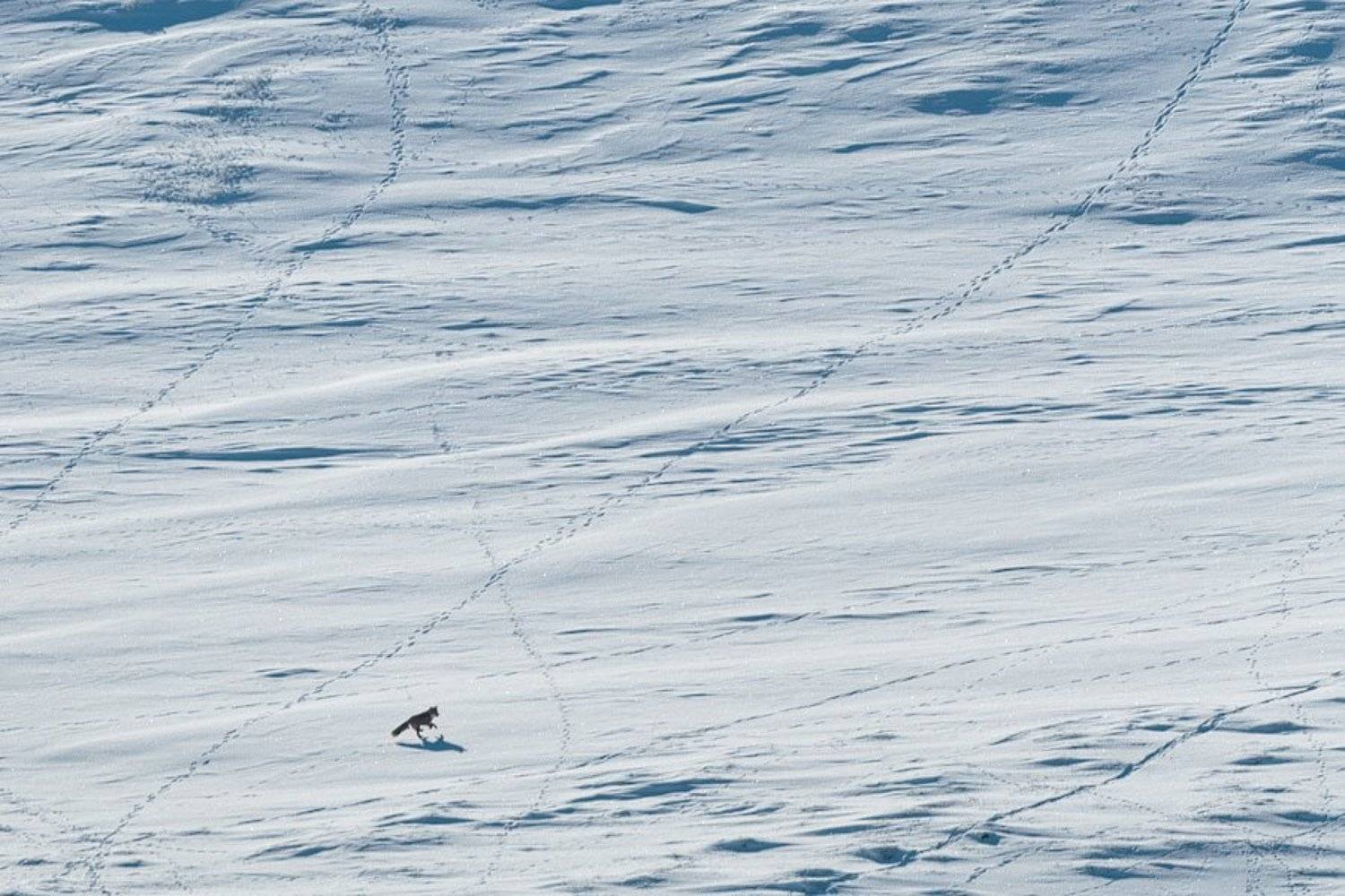 лис, Иван Кислов