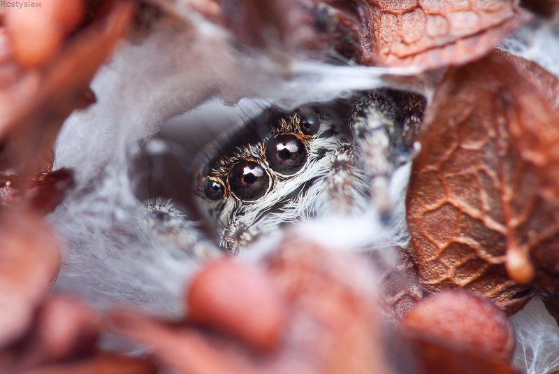 ростислав, макро, 100мм Мой дом-моя крепость фото превью