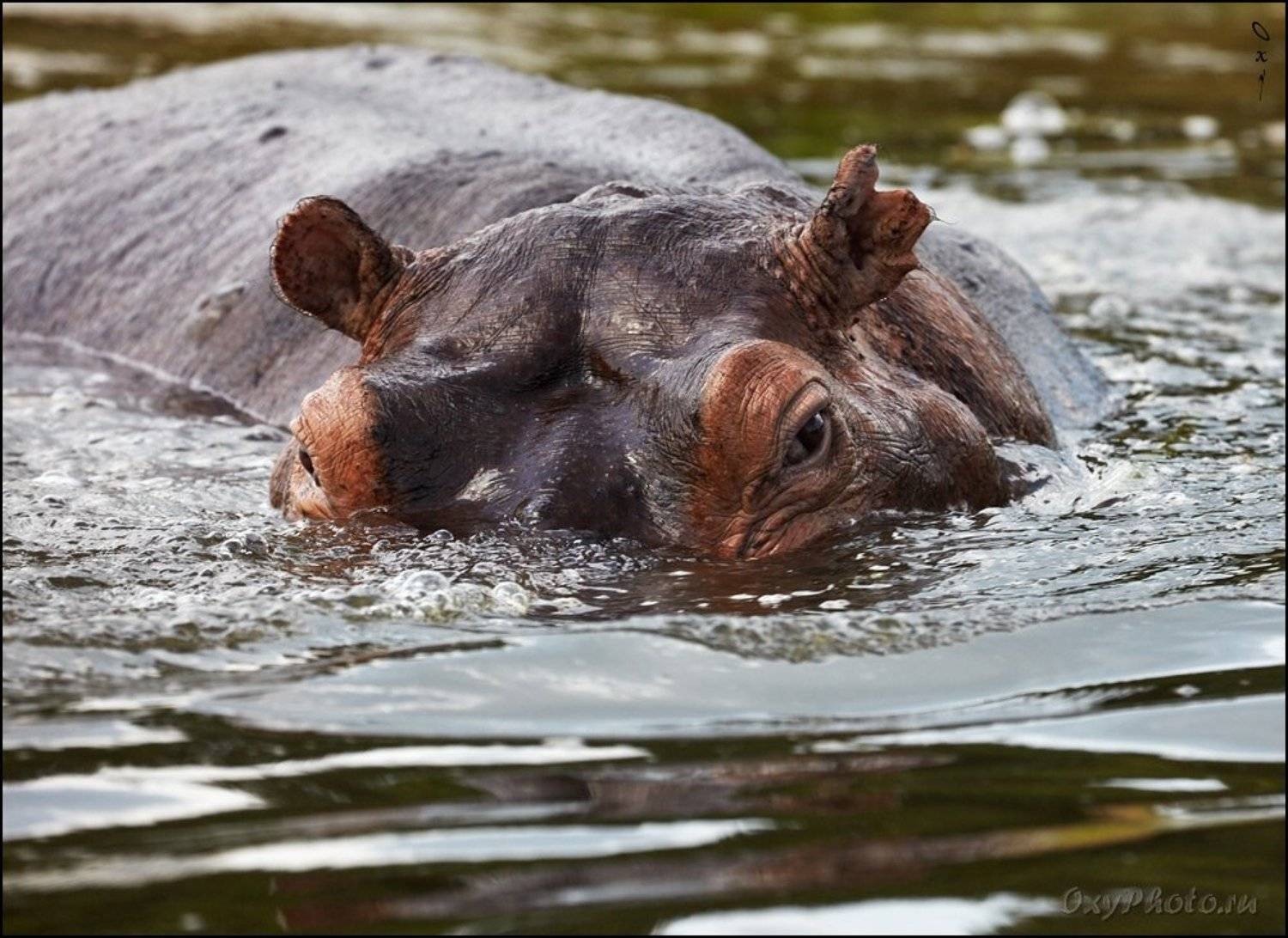 africa, uganda, африка, уганда, murchison falls, мерчисон фолс, виктория нил, victoria nile, Оксана Борц