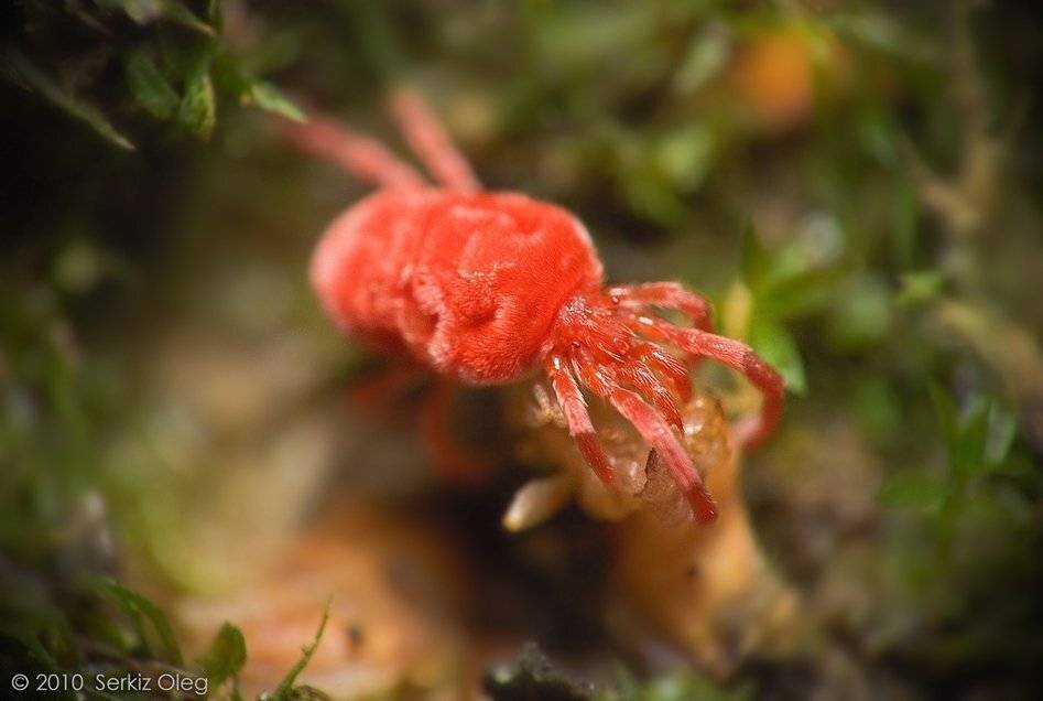 red, velvet, mite, trombiculidae, macro, nature, closeup, serkiz, oleg, серкиз, олег, красный, клещ, Oleg Serkiz